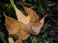 Bedoegoel 733-PXL_20240925_104159085 Lembah Cinta Mayungan