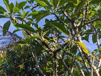 Bedoegoel 742-PXL_20240926_001857566 Lembah Cinta Mayungan