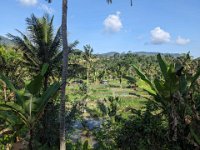 Tirta Gangga 298-PXL_20240917_072737697 Sidemen Rice Terrace (très cher, on n'ira pas)