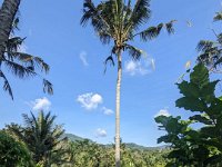 Tirta Gangga 299-PXL_20240917_072806249 Sidemen Rice Terrace (très cher, on n'ira pas)