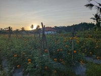 Tirta Gangga 305-PXL_20240917_095358391 Bebandem