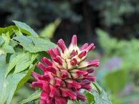 Tirta Gangga 306-PXL_20240917_095701250.PORTRAIT Bebandem