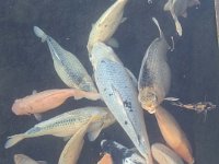 Tirta Gangga 317-PXL_20240917_225831352 Tirta Gangga