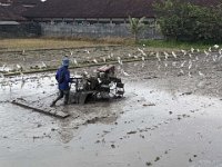 Ubud Nord 895-PXL_20240926_065744539 Rice Terrace