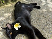 Ubud Sud 028-PXL_20240907_015758166 Hébergement Murdhasari