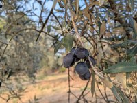 061-Corese Terra-PXL_20251019_152423672.PORTRAIT