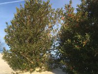 019-IMG_4861 Dim. 27/12 (Guzet Neige)